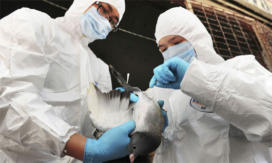Picture 1 of China successfully prepared the vaccine against H7N9