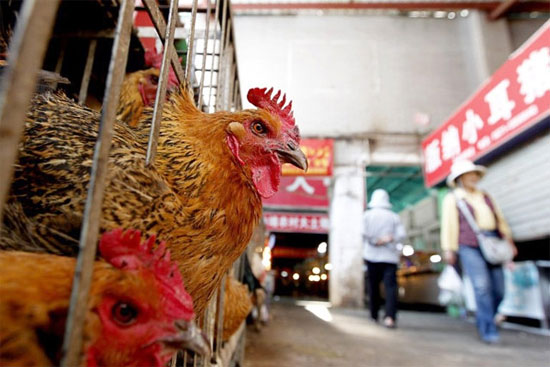 Picture 1 of China: The number of people infected with H7N9 is growing faster