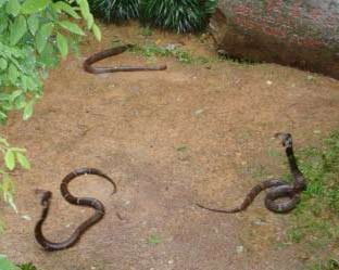 Picture 1 of China: Use snakes to predict earthquakes