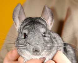 Picture 1 of Chinchilla mouse