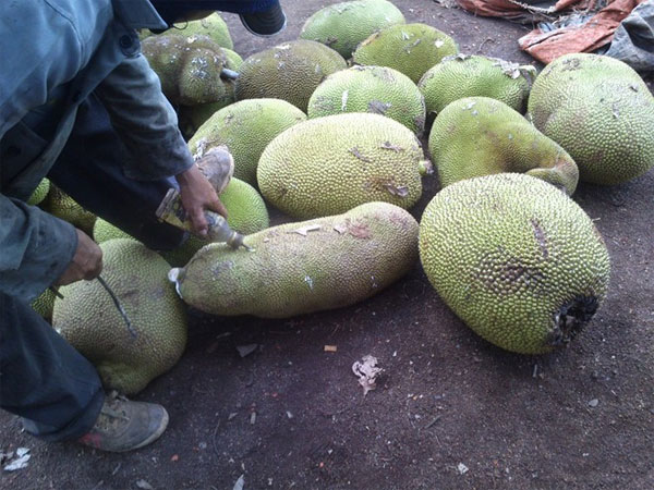 Picture 3 of Chinese chemical pump for ripening jackfruit