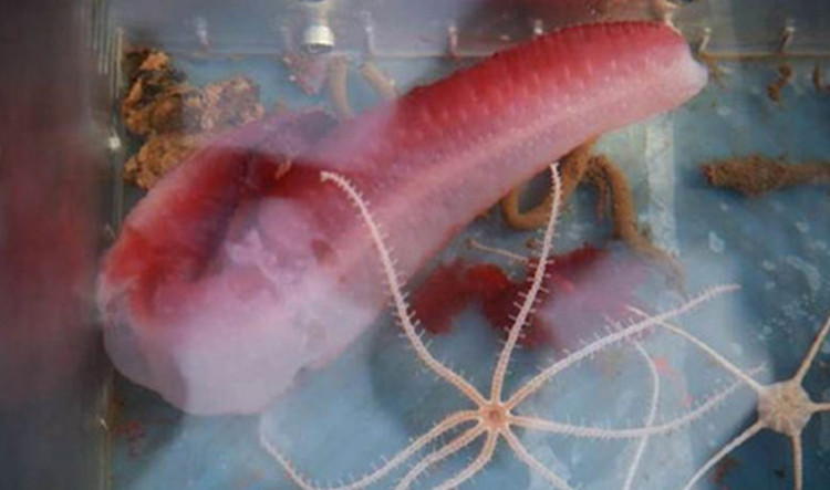 Picture 2 of Chinese diving ship caught the