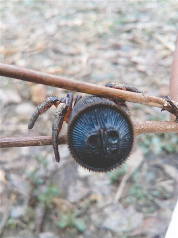 Picture 1 of Chinese farmers find rare ancient spiders