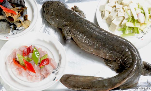 Picture 2 of Chinese giant toad fish faces extinction