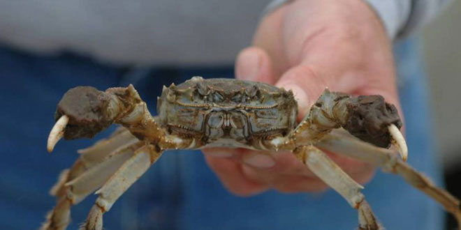 Picture 1 of Chinese netizens voluntarily eat less invasive crabs to save the US ecosystem