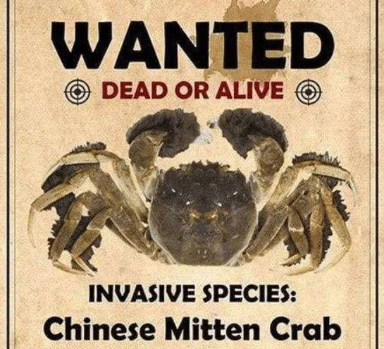Picture 2 of Chinese netizens voluntarily eat less invasive crabs to save the US ecosystem