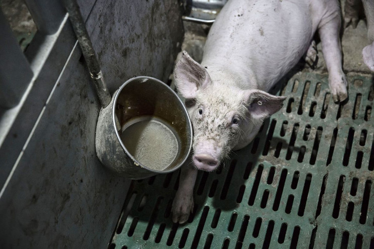 Picture 4 of Chinese pork is the reason why many people die from antibiotics