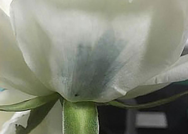 Picture 1 of Chinese scientists develop new green rose techniques
