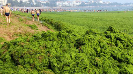 Picture 1 of Chinese sea is covered with algae covering nearly 29,000 km2