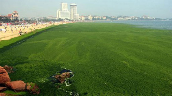 Picture 2 of Chinese sea is covered with algae covering nearly 29,000 km2