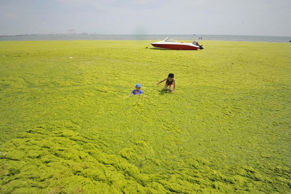 Picture 2 of Chinese sea surface is attacked by blue algae