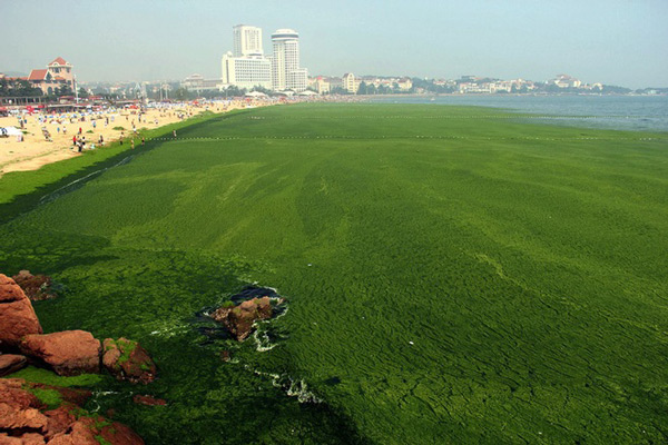 Picture 3 of Chinese sea surface is attacked by blue algae