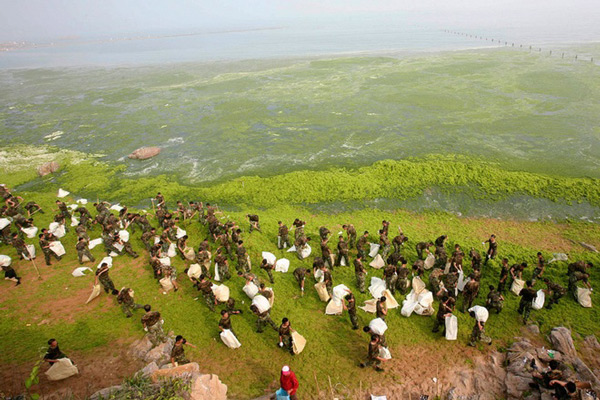 Picture 5 of Chinese sea surface is attacked by blue algae