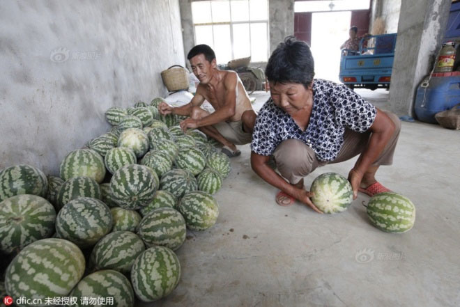 Picture 1 of Chinese watermelon bounces like rubber balls when thrown