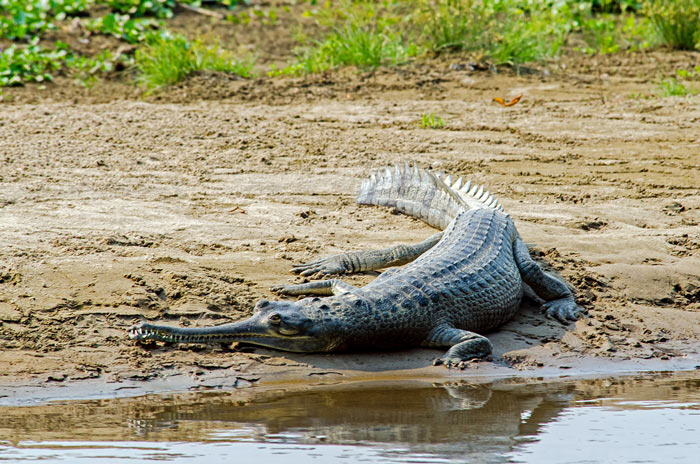 Picture 4 of Chitwan National Park - Nepal