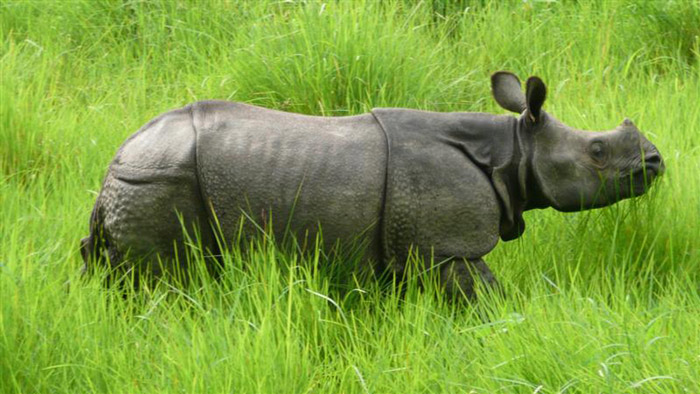 Picture 5 of Chitwan National Park - Nepal