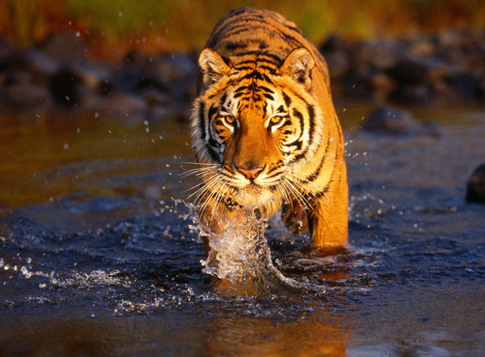 Picture 6 of Chitwan National Park - Nepal