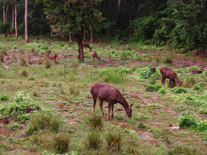 Picture 7 of Chitwan National Park - Nepal