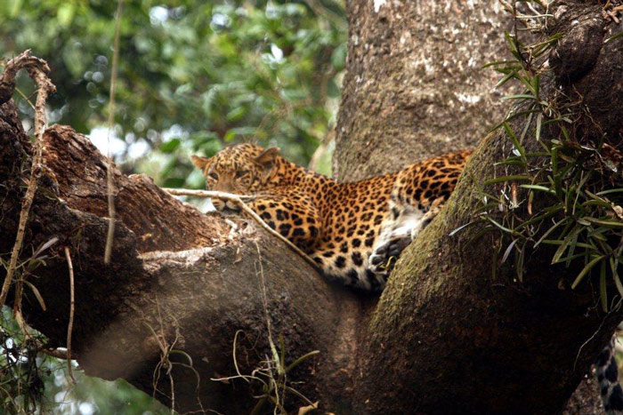 Picture 8 of Chitwan National Park - Nepal