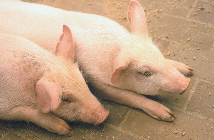 Picture 1 of Cholera pig in China can spread to other countries