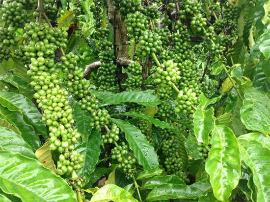 Picture 1 of Choose 21 varieties of coffee with high yield and pest resistance