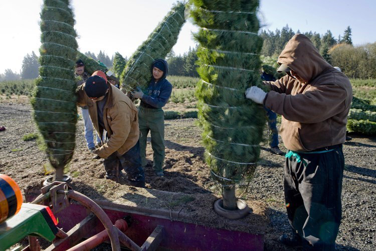 Picture 10 of Christmas tree care process