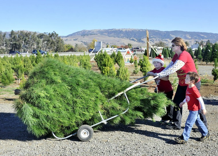 Picture 9 of Christmas tree care process