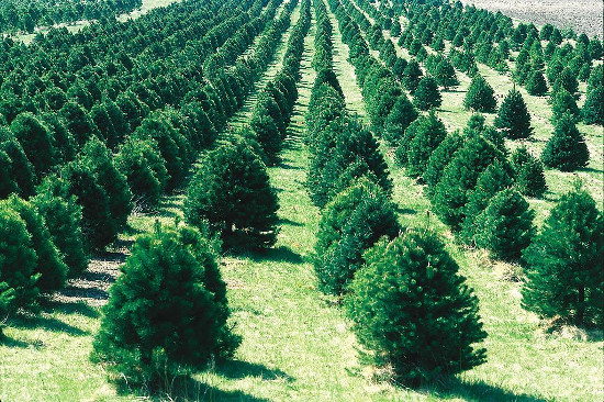 Picture 1 of Christmas tree challenges drought