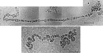 Picture 1 of Chromosome X story: The evolution of a sex chromosome