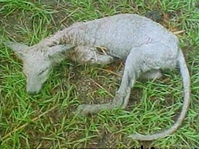 Picture 2 of Chupacabra monster returns to Mexico