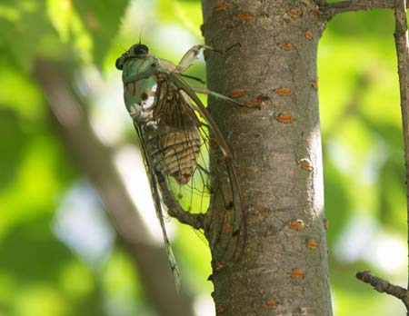 Picture 4 of Cicada larvae 'break' coffee!