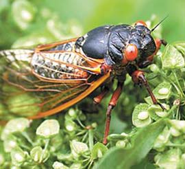 Picture 1 of Cicadas raging in mid-west America