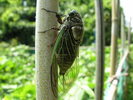 Picture 1 of Cicadas regulate the number of birds