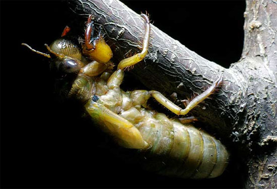 Picture 1 of Cicada-style bactericidal