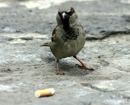 Picture 1 of Cigarettes help birds chase after parasites