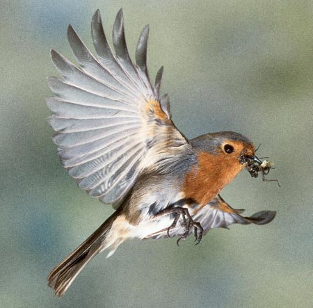 Picture 1 of City birds are afraid of obesity