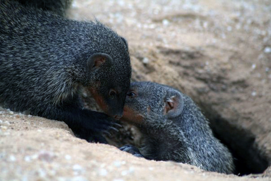 Picture 1 of Civet calls like a human being