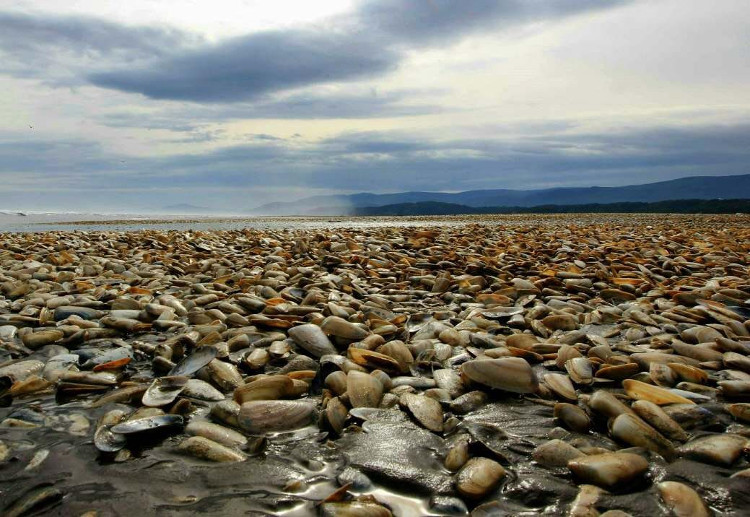 Picture 1 of Clam died massively covering Chile's beach