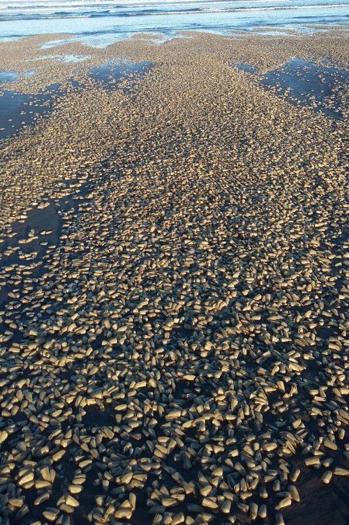 Picture 2 of Clam died massively covering Chile's beach