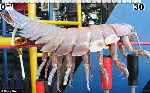 Picture 1 of Clash of giant termite species