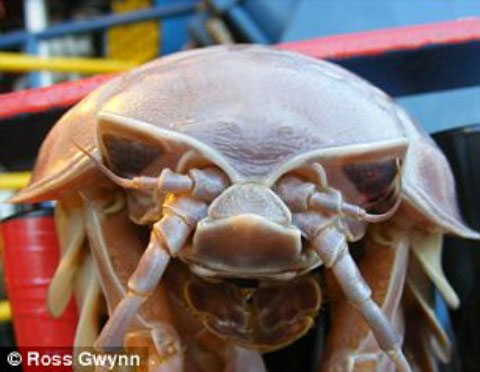 Picture 2 of Clash of giant termite species