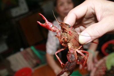 Picture 1 of Clash of hybrid shrimp ... crabs