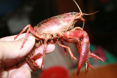 Picture 2 of Clash of hybrid shrimp ... crabs
