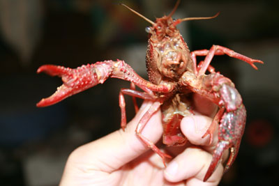 Picture 3 of Clash of hybrid shrimp ... crabs
