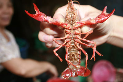 Picture 4 of Clash of hybrid shrimp ... crabs