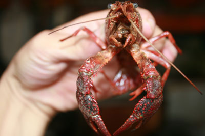 Picture 5 of Clash of hybrid shrimp ... crabs