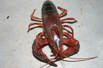 Picture 6 of Clash of hybrid shrimp ... crabs