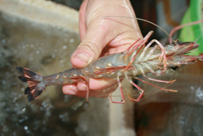 Picture 7 of Clash of hybrid shrimp ... crabs