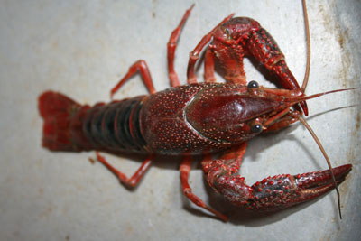 Picture 8 of Clash of hybrid shrimp ... crabs