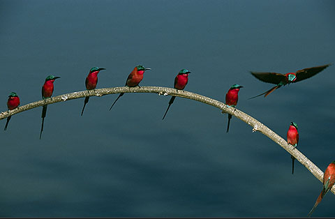 Picture 10 of Classic animal photos